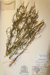 Herbarium sheet of SRSC Nessmith 66